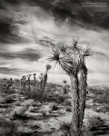Joshua Trees - Mojave Desert, California