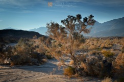 Smoke Trees in a desert wash (Psorothamnus spinosus) ©2019 Michael E. Gordon