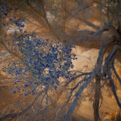 Smoke Tree (Psorothamnus spinosus) ©2019 Michael E. Gordon